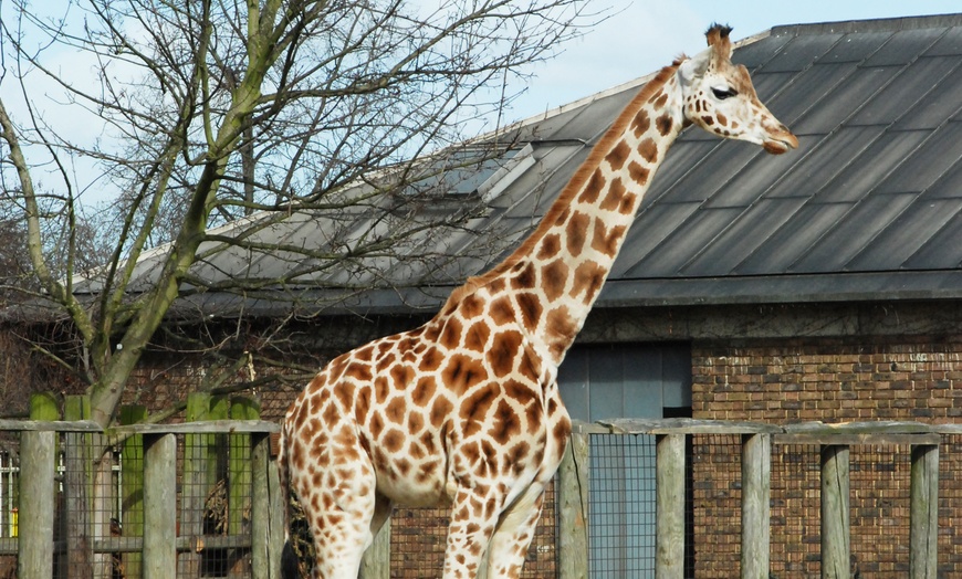 Image 4: ZSL London Zoo Tickets and Groupon Credit