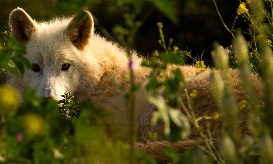 Image 9: Entrada al Lobo Park Antequera con guía experto y vistas a El Torcal