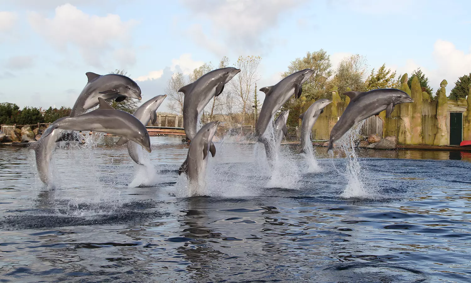 Einrittskarte "Dolfinarium" in Harderwijk, Niederlande für 1 Person