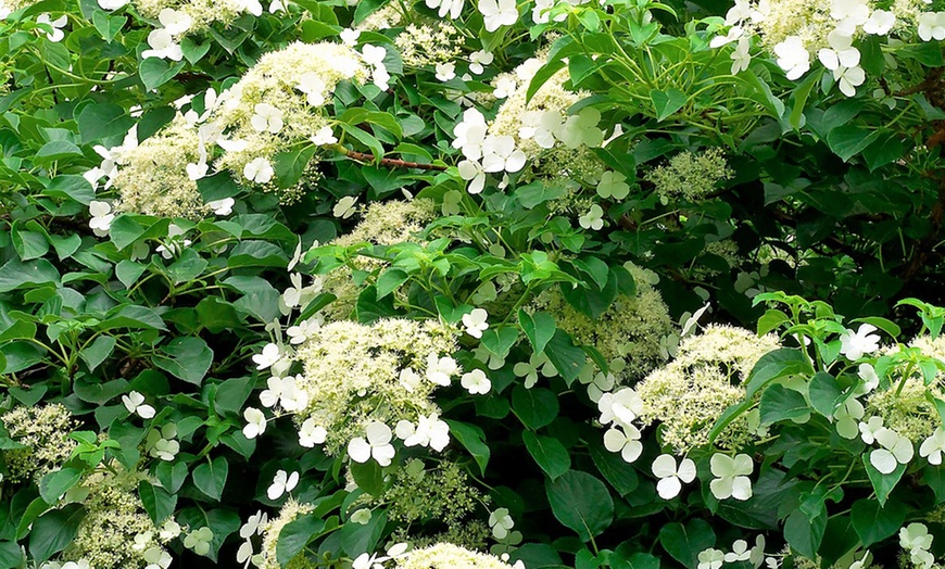 Image 2: 3er- oder 6er-Set Kletterhortensien mit Blüten in Weiß