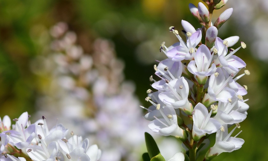 Image 4: Lot de 6 ou 12 arbustes Hebe Veronica Rootz