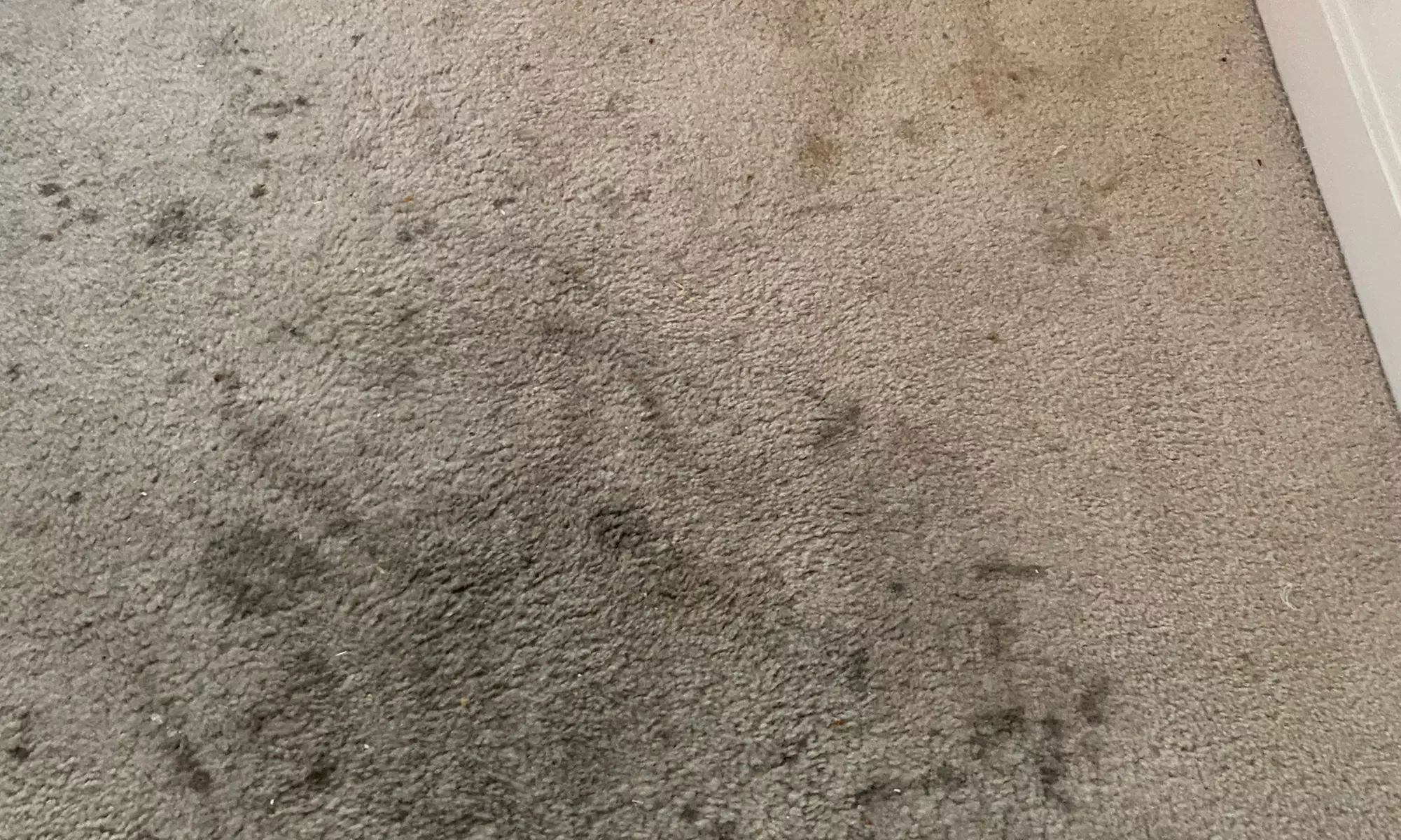 Feel Fresh: Carpet Cleaning for 3 or 5 Rooms or Upholstery Cleaning