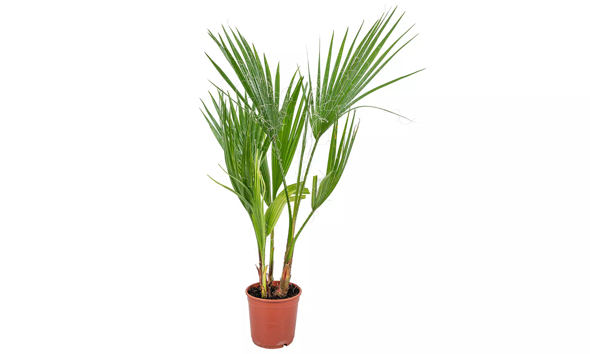 1 of 2 Mexicaanse waaierpalm in kweekpot