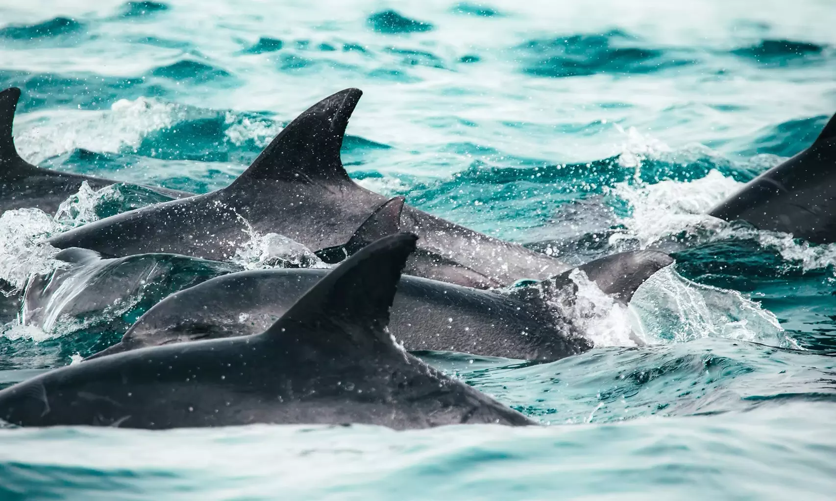 Experience a Waikiki Ocean Safari Tour