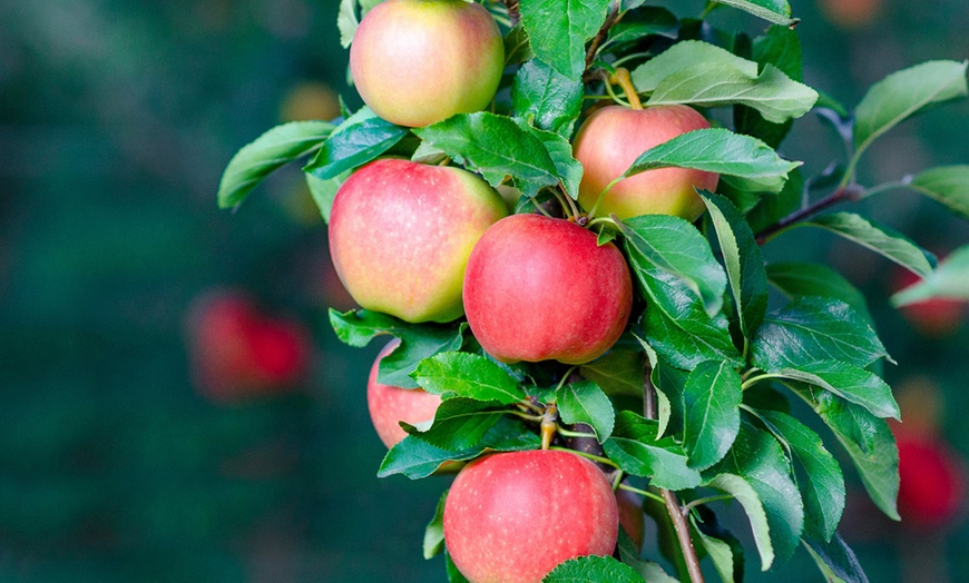 Image 2: Orchard Fruit Tree Collection - 5 Potted Plants