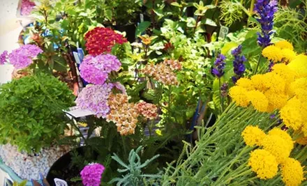 $7 for $15 Worth of Plants, Herbs, and Gardening Supplies at GardenShop in Carlsbad  - Primary Image