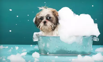 Signature Dog Grooming or Mobile On-Site Dog Grooming from BB's Grooming & Boutique - Primary Image