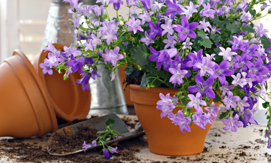 Image 1: Campanula Plants