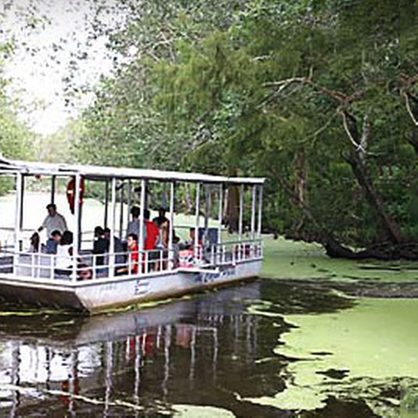 cajun pride swamp tour groupon