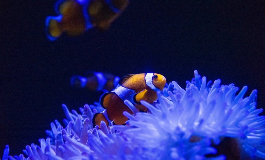 Image 4: Save 20% on SEA LIFE Sunshine Coast   Weekends Included! Adult & Child