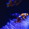 Image 4: Save 20% on SEA LIFE Sunshine Coast   Weekends Included! Adult & Child