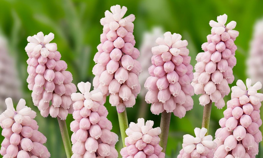 Image 5: Muscari Grape Hyacinth - Pink, Blue and White Spring Bulbs