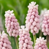 Image 5: Muscari Grape Hyacinth - Pink, Blue and White Spring Bulbs