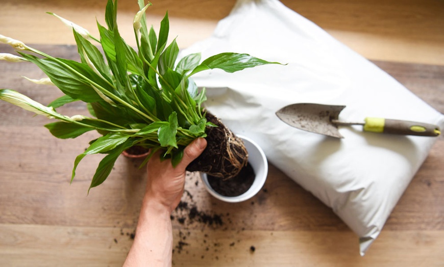 Image 3: Garden Compost - 25 or 70 Litre Bag plus Fertiliser