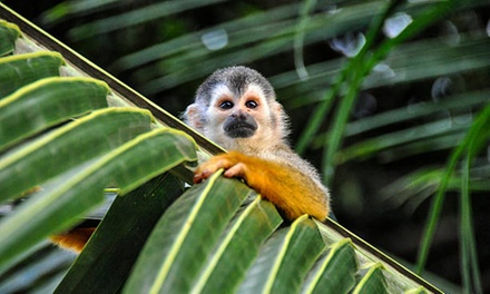 368X Option 1: Fort Lauderdale (FLL) or Miami (MIA): 3-night stay, 3-star hotel, depart dates btwn 11/11/25-11/19/25 - ✈ 3- or 7-Night Costa Rica Mystery Vacation with Air & Car from Travel by Jen