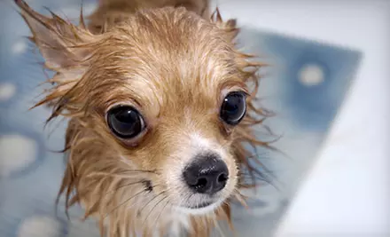 Dog Grooming or Bathing-Station Session at Groomer Has It (Up to 74% Off) - Primary Image