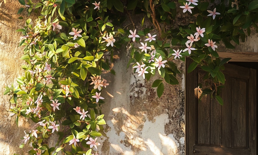 Image 1: 3 plants de jasmin toscan jaune 25-40 cm