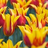Image 1: Sunset-Coloured Tulip Bulb Collection 