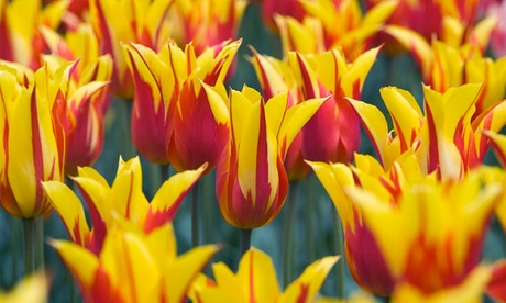 Groupon Unisex Yellow Sunset-Coloured Tulip Bulb Collection :Tulip Fire Wings/ 8 Bulbs
