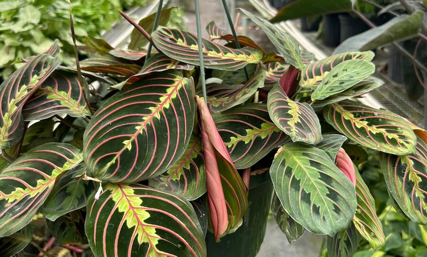 Image 10: Stunning Foliage: Adorn Your Space with a Maranta Red Prayer Plant from House Plant Shop with Free Shipping Up to 15% Off