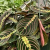 Image 10: Maranta Red Prayer Plant in 4" and 6" Sizes with Free Shipping Up to 24% Off