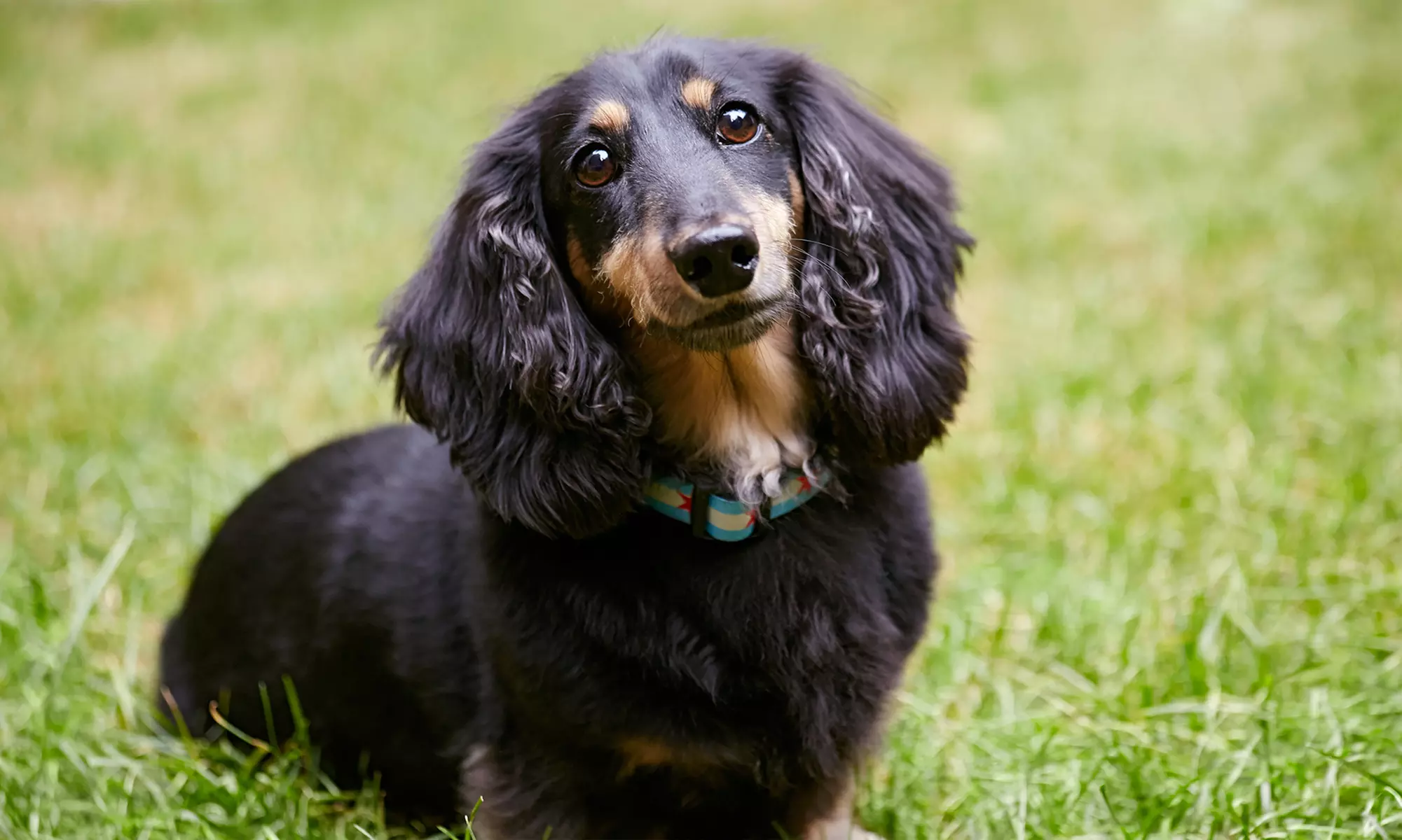Pet Allergy Assessment Kit or Dog Breed DNA Testing with Shipping Included at DNA My Dog (Up to 14% Off)
 - Primary Image
