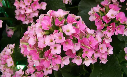 $10 for $20 Worth of Plants and Gardening Supplies at English Gardens - Primary Image
