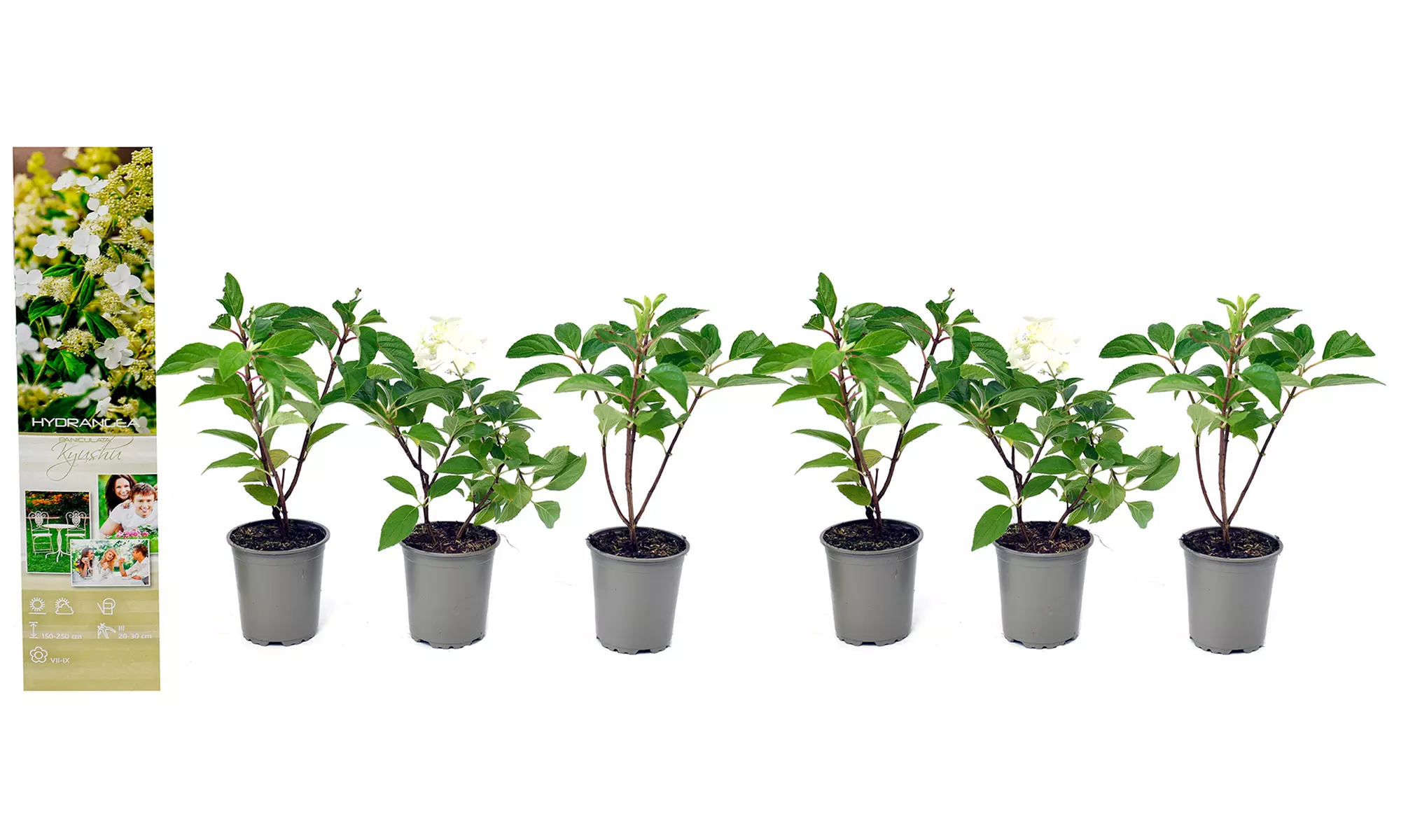 3x oder 6x Hortensien