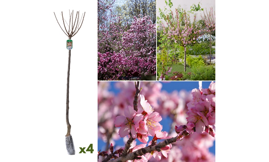 Image 3: 1, 2 o 4 piante di Mandorlo Prunus Triloba XXL