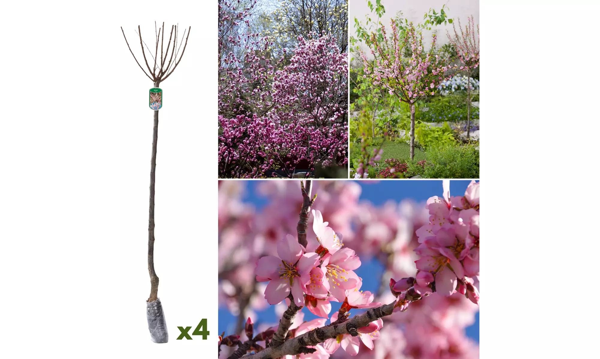 1, 2 o 4 piante di Mandorlo Prunus Triloba XXL