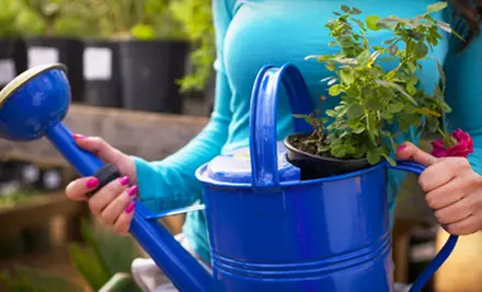 $20 for $40 Worth of Grass, Flowers, and Trees at Toms Creek Nursery and Landscaping near Denton - Primary Image