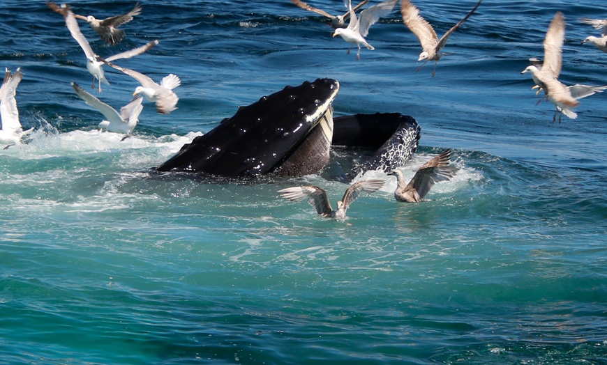 Image 14: Whale Watching Tour | Guaranteed Sightings | Cape Ann 