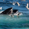 Image 14: Whale Watching Tour | Guaranteed Sightings | Cape Ann 