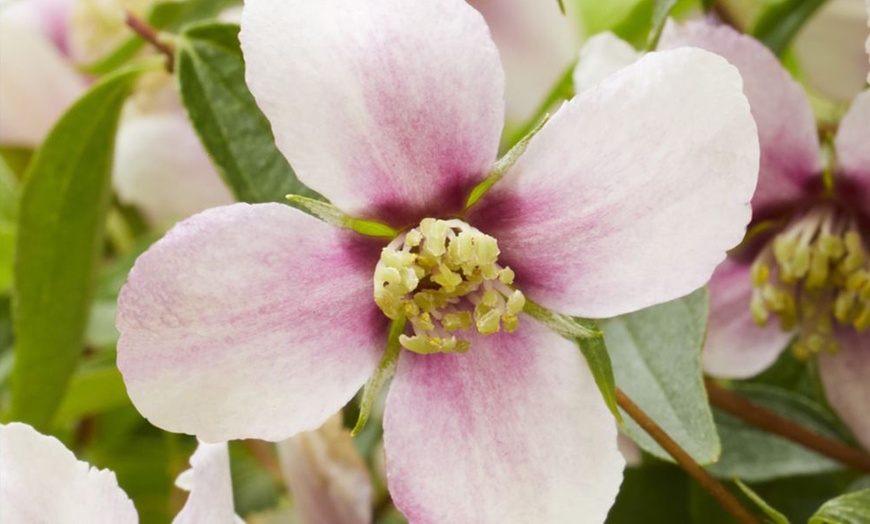 Image 1: 1 or 2 Philadelphus Petite Perfume Pink Potted Plants