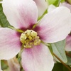Image 1: 1 or 2 Philadelphus Petite Perfume Pink Potted Plants