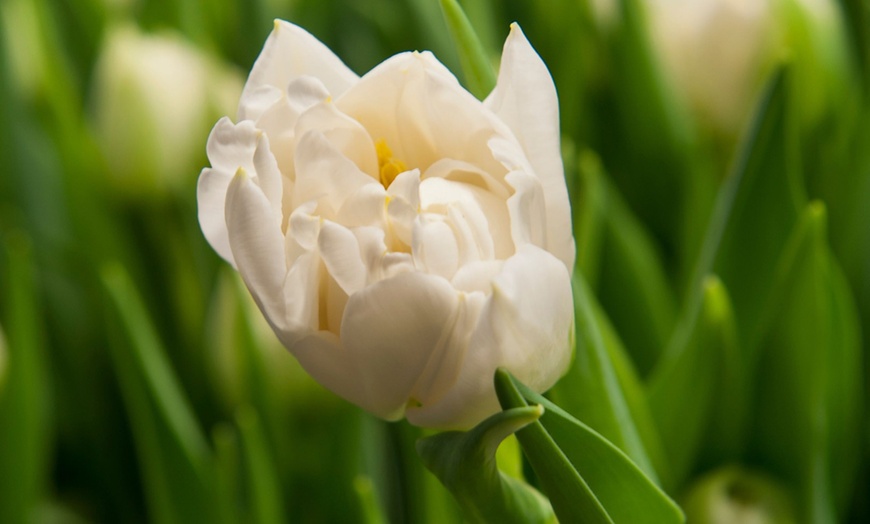 Image 1: 14x oder 21x Tulpen-Blumenzwiebel „Tulipa Northcap“