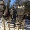 Image 2: Discover Joy: Kennel Tours with Sleigh/Wagon Rides for 2 to 5 People!