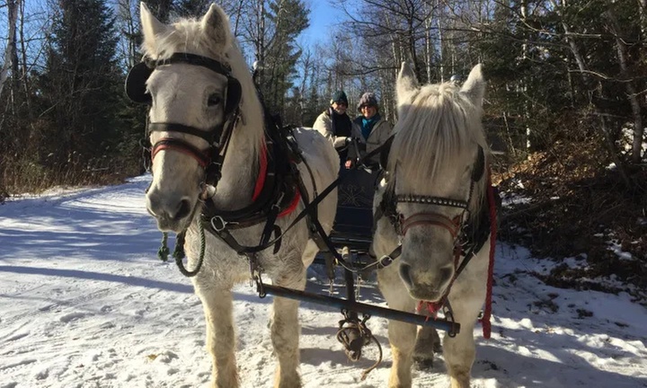 Discover Joy: Kennel Tours with Sleigh/Wagon Rides for 2 to 5 People!