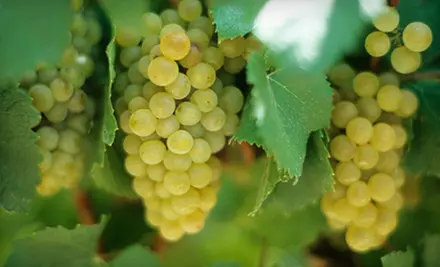 $12 for Wine and Tapas for Two at the Spanish Wine Festival from Import Iberia in St. Croix Falls (Up to $24 Value) - Primary Image