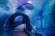 Sea Life Melbourne Aquarium – Adult Entry At Child Prices (Up To 30% Off) -  Groupon Members Exclusive - Image 2