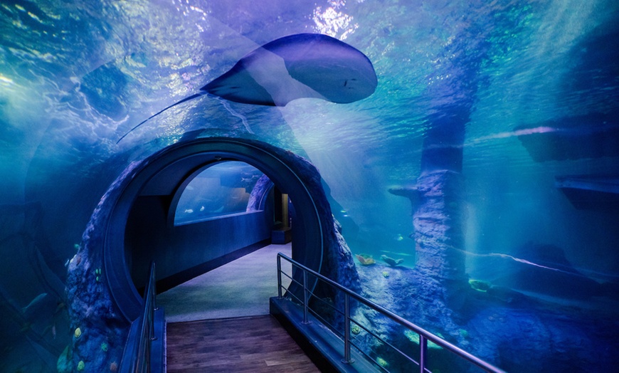 Image 4: General Admission to Sea Life Melbourne Aquarium