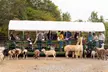 Admission to Safari Tractor Hayride on 100-Acre Farm - Second Medium