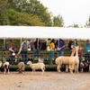Image 2: Admission Tickets to Safari Tractor Hayride on 100-Acre Farm! 