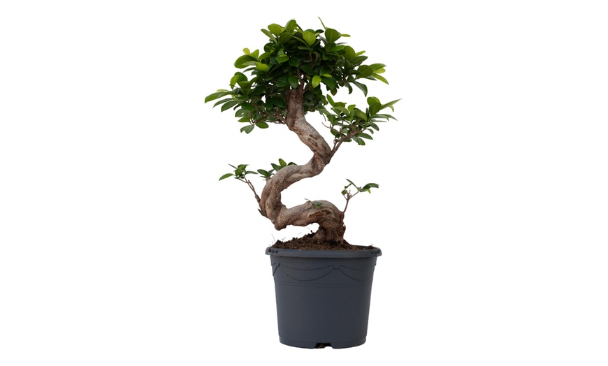 Image 2: Rootz Two Ficus Ginseng Bonsai Tree Pots 20cm