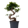Image 2: Rootz Two Ficus Ginseng Bonsai Tree Pots 20cm