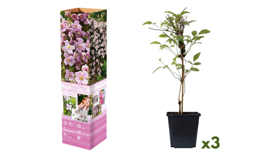 Image 4: Lot de 3 Clematis au choix