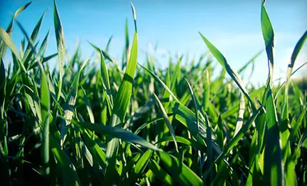 Lawn Aeration or $50 for $100 Toward a Spring Cleanup Package from Absolute Landscape/Construction - Primary Image