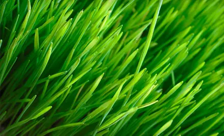 $99 for Fall Lawn-Cleanup Package from Lawn Salawn ($250 Value) - Primary Image