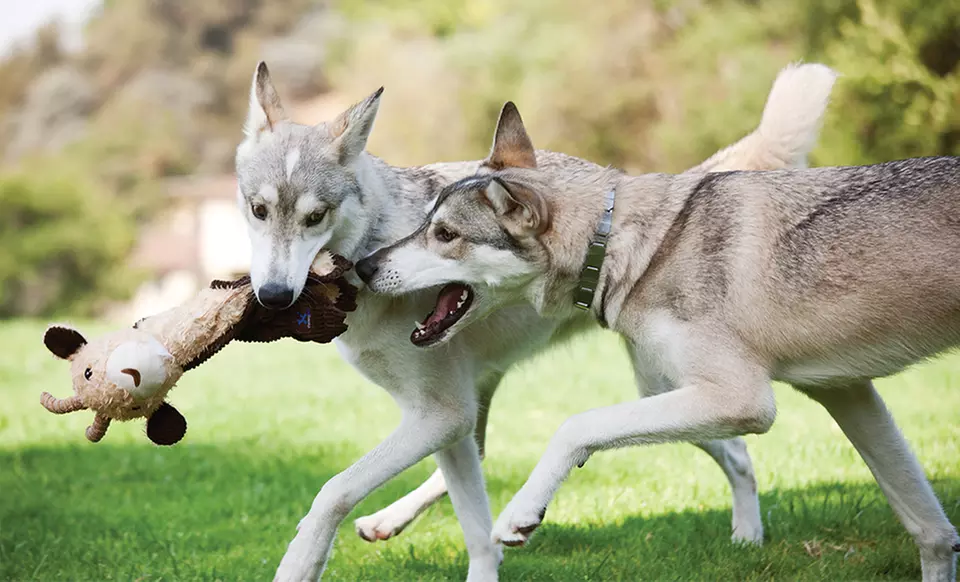 Charming Pet Cuddle Tug Toy. Multiple Toys Available. Free Returns. - Second Medium