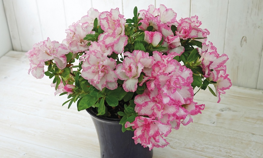 Image 3: Festive Azalea Gift Plant